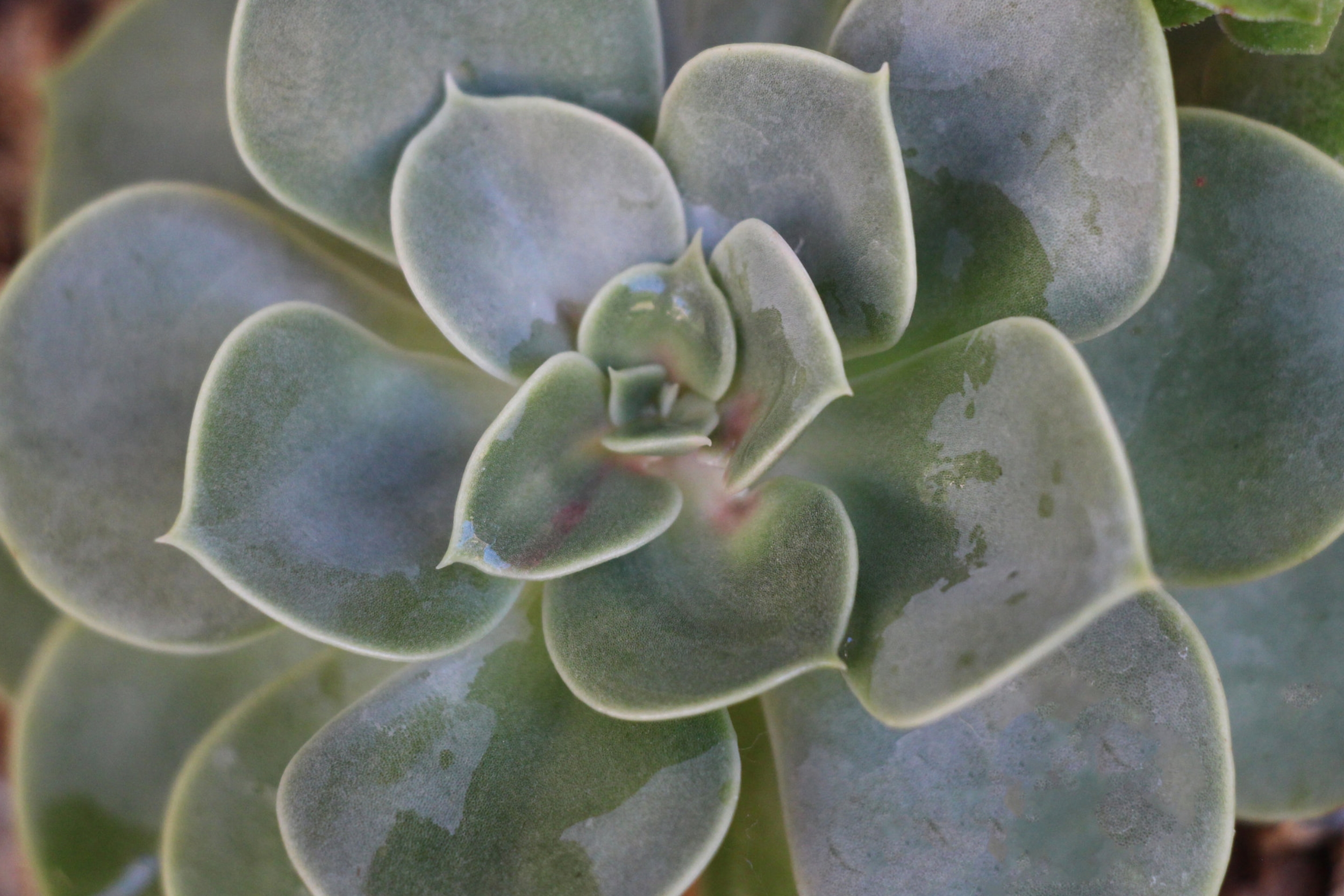 Isopropyl Alcohol kills Mealybugs on succulents and evaporates quickly.